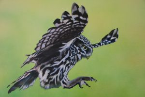 Owl 100 x 70 cm